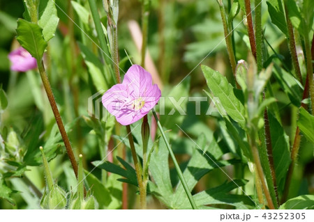 三鷹中原に咲くユウゲショウ（アカバナユウゲショウ） 43252305