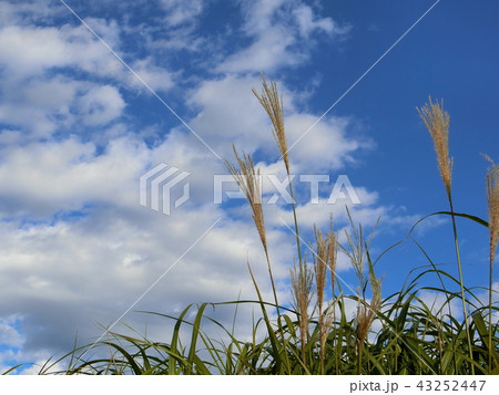 自然の癒し　～秋の訪れ　箱根の若すすき～ 43252447