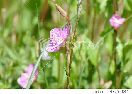 三鷹中原に咲くユウゲショウ(アカバナユウゲショウ) 三鷹中原に咲くユウゲショウ(アカバナユウゲショウ) 43252844
