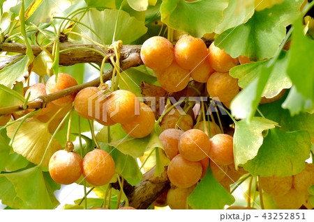 三鷹仙川隣接公園になる銀杏 三鷹仙川隣接公園になる銀杏 43252851