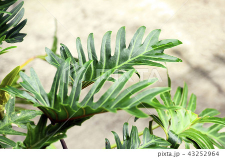 Monstera deliciosa. 43252964