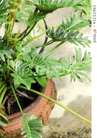 Monstera deliciosa. 43252965