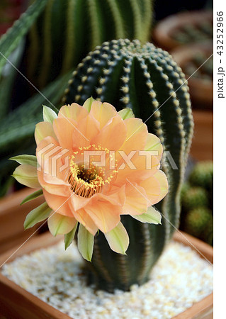 Echinopsis hybrid Orange Paramount. 43252966