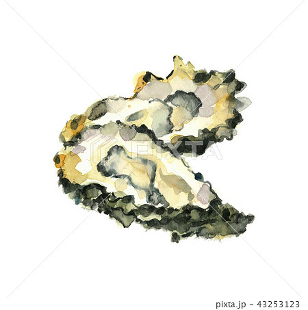 かき 牡蠣のイラスト素材