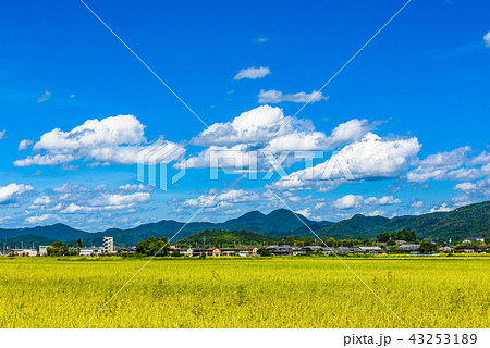 青空と田園風景　丹波篠山 43253189