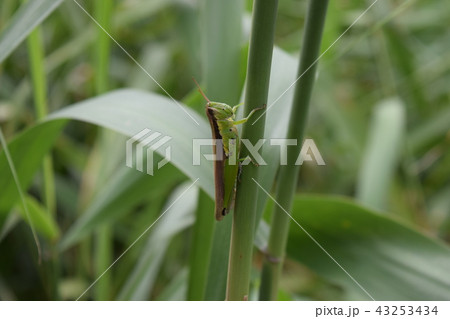 ハネナガイナゴ 43253434