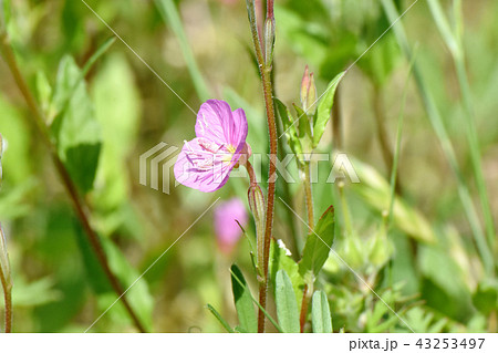 三鷹中原に咲くユウゲショウ（アカバナユウゲショウ） 43253497