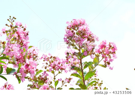 三鷹中原に咲くピンクのサルスベリの花 43253506