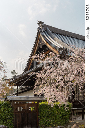 妙満寺 - 桜 妙満寺 - 桜 43253708