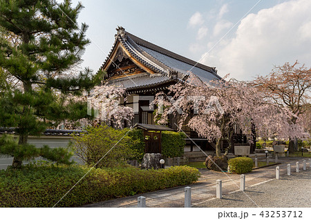 妙満寺 - 桜 43253712