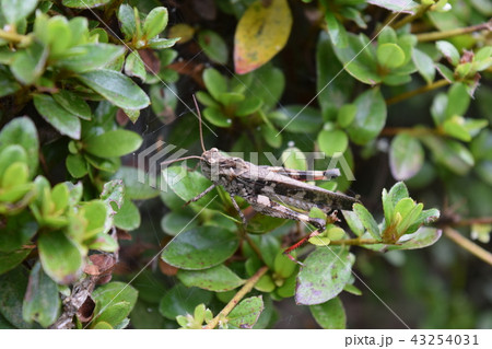クルマバッタモドキ 43254031