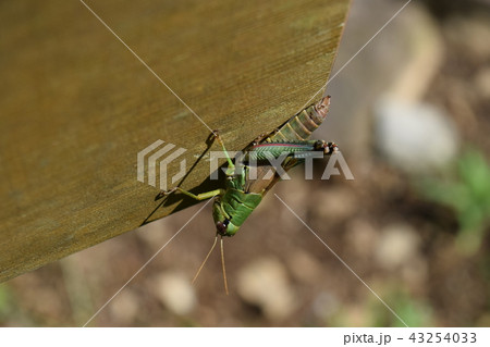 フキバッタ フキバッタ 43254033