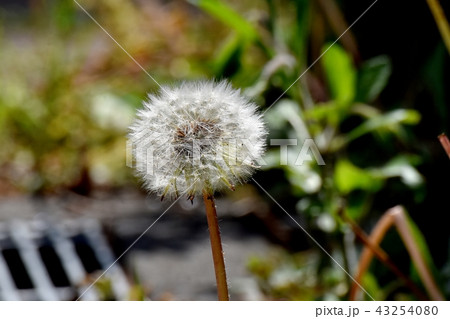 三鷹中原に咲くセイヨウタンポポの冠毛(綿毛) 三鷹中原に咲くセイヨウタンポポの冠毛(綿毛) 43254080