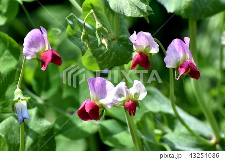 三鷹中原に咲くエンドウの花 43254086