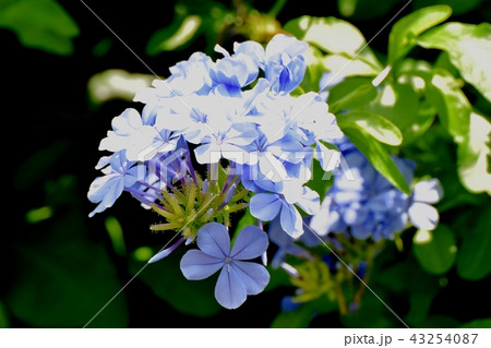 三鷹中原に咲くルリマツリ 三鷹中原に咲くルリマツリ 43254087