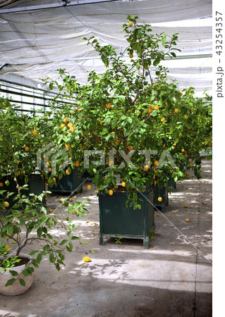 Lemon trees Lemon trees 43254357