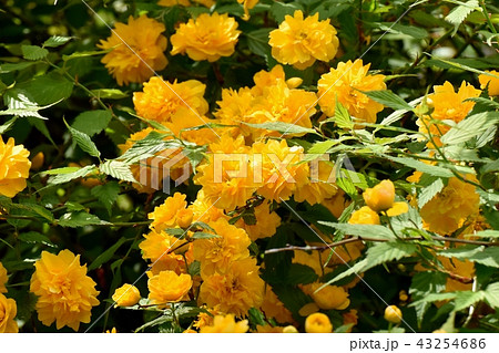 三鷹中原に咲くヤマブキの花 43254686