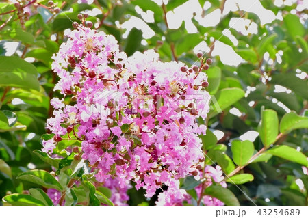 三鷹中原に咲くピンクのサルスベリの花 三鷹中原に咲くピンクのサルスベリの花 43254689