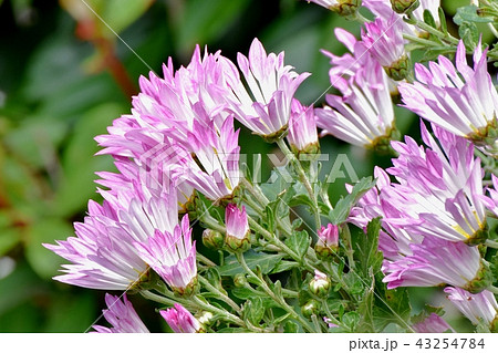 三鷹中原に咲くスプレーギク 三鷹中原に咲くスプレーギク 43254784