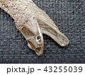 へびの抜け殻 43255039