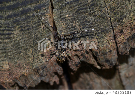 ナガゴマフカミキリ 札幌市 ナガゴマフカミキリ 札幌市 43255183