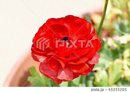 三鷹中原に咲く八重咲きアネモネ 43255205