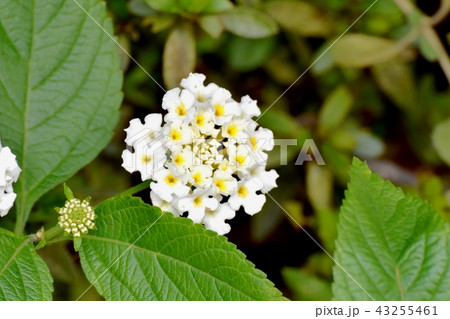 三鷹中原に咲く白色ランタナ（シチヘンゲ） 43255461