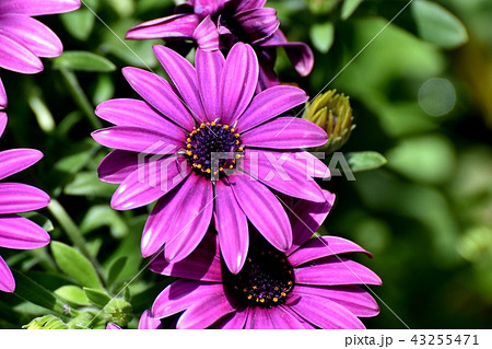 三鷹中原に咲く紫色のオステオスペルマム 43255471