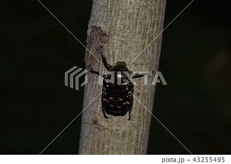 シラホシハナムグリ シラホシハナムグリ 43255495