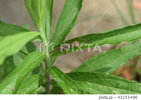 オオトビサシガメ 43255496