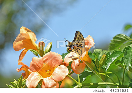 ノウゼンカズラの蜜を吸うアゲハチョウ 43255681