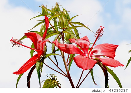 三鷹中原に咲くモミジアオイ 三鷹中原に咲くモミジアオイ 43256257