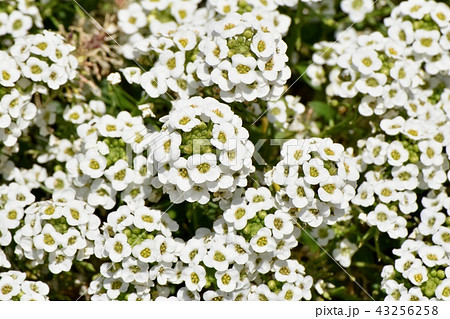 三鷹中原に咲くアリッサム（スイート・アリッサム） 43256258