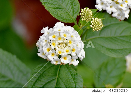 三鷹中原に咲く白色ランタナ(シチヘンゲ) 三鷹中原に咲く白色ランタナ(シチヘンゲ) 43256259