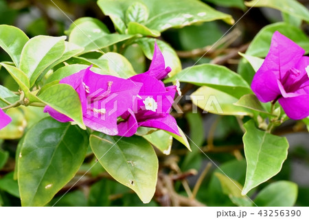 三鷹中原に咲くブーゲンビリア 43256390