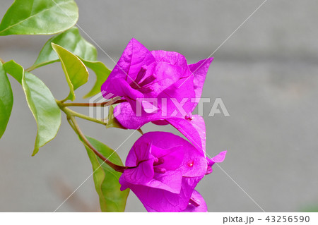 三鷹中原に咲くブーゲンビリア 43256590
