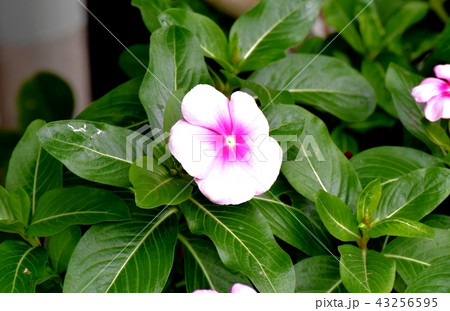 三鷹中原に咲くニチニチソウ 43256595