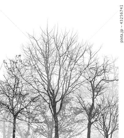 tree silhouette forest on white background tree silhouette forest on white background 43256741