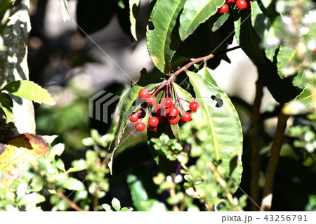 三鷹中原に咲くマンリョウ 43256791