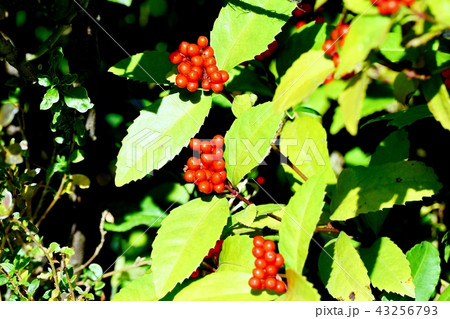 三鷹中原になるセンリョウの実 43256793