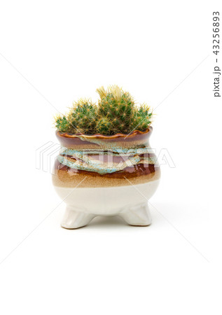 mammillaria cactus in flower pot isolated on white mammillaria cactus in flower pot isolated on white 43256893