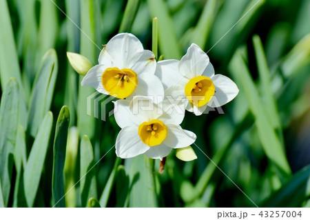 三鷹中原に咲くスイセン（二ホンスイセン） 43257004