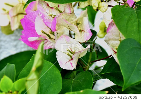 三鷹中原に咲くブーゲンビリア 43257009