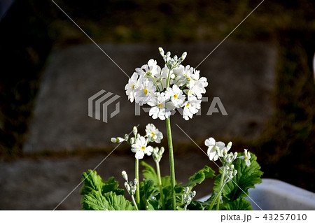 三鷹中原に咲く白いサクラソウ 三鷹中原に咲く白いサクラソウ 43257010