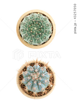 gymnocalycium ochoterenae and ferro cactus 43257050