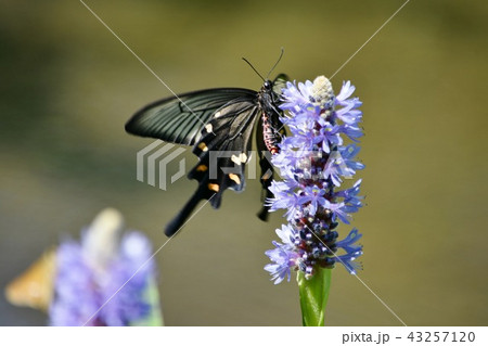 ミズアオイに止まるジャコウアゲハ 43257120