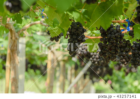 Ripening red grapes in countryside vineyard Ripening red grapes in countryside vineyard 43257141