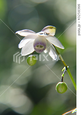 レンゲショウマの花 43258366