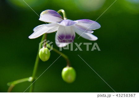 レンゲショウマの花 レンゲショウマの花 43258367