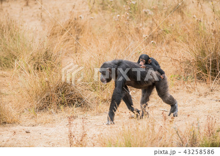 Common chimpanzee with a baby chimpanzee 43258586